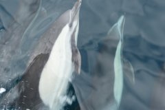 Dolphins and Whales